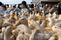 Multitud de patos en el ferry público de Vinh Long para atravesar el Río Co Chien. Delta del Mekong. 